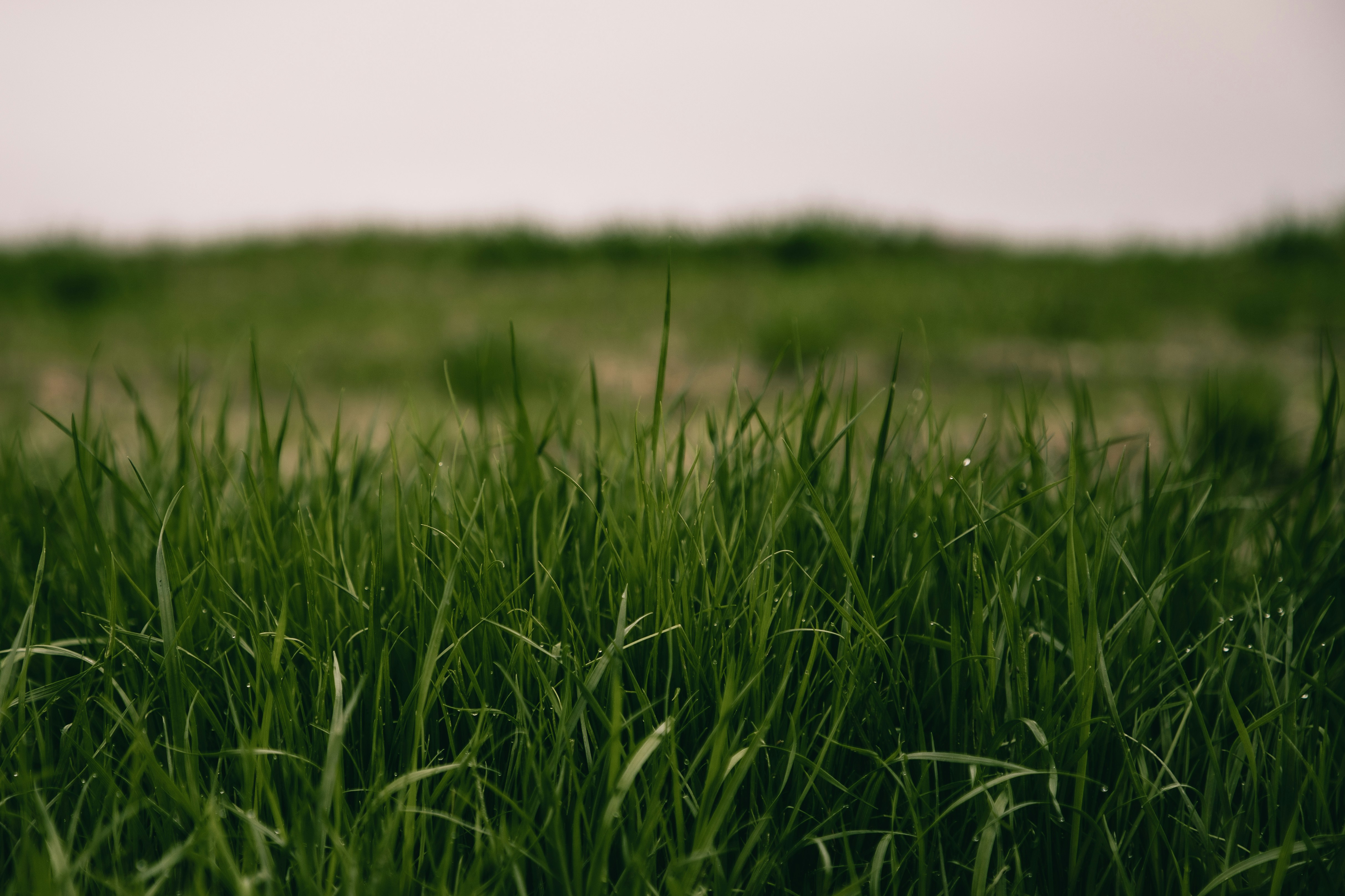 Professional lawn care and landscaping services in Mississauga and GTA by Lawn By Moe